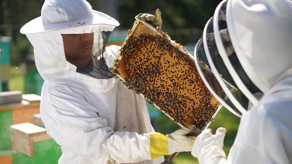 Celebrating Beekeeping Video Images small