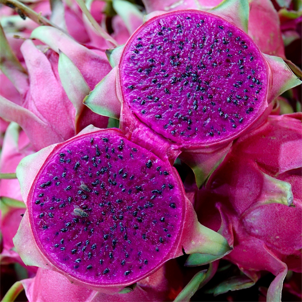 Dragon Fruit 1 web