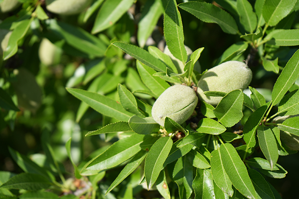 Green Almonds Close 2 small