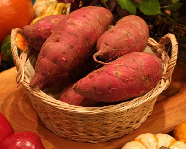 Japanese sweet potato