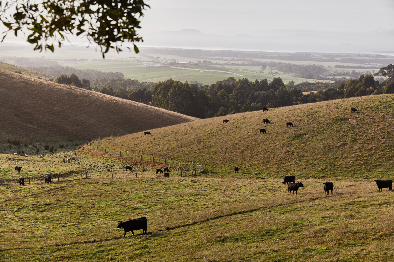 MTG Aussie Beef Image 4