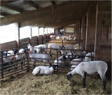 Don't Be Sheepish About Lamb