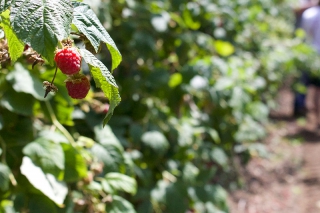 Come and Meet the Growers