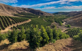 Growing Avocados with Wonder and Appreciation