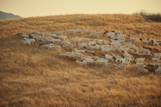 Rotating Grazing Sheep Herds Produces Win-Win Benefits in Modern Times